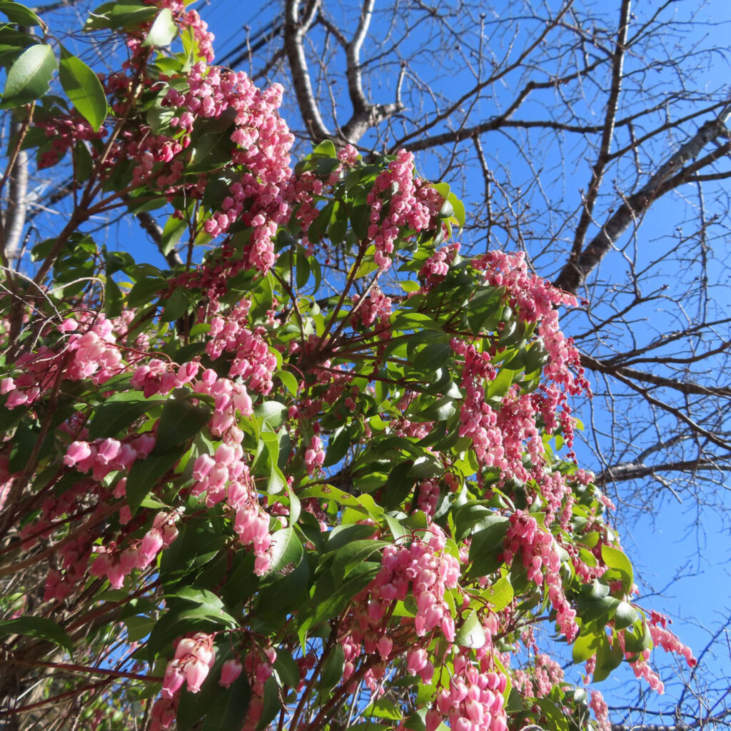 アセビの無料（フリー）写真