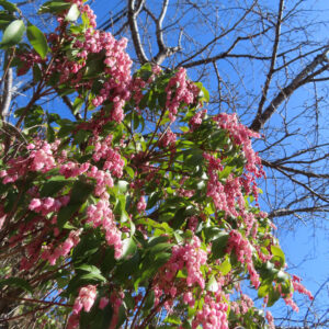アセビの鈴なりの馬酔木を撮影した花写真