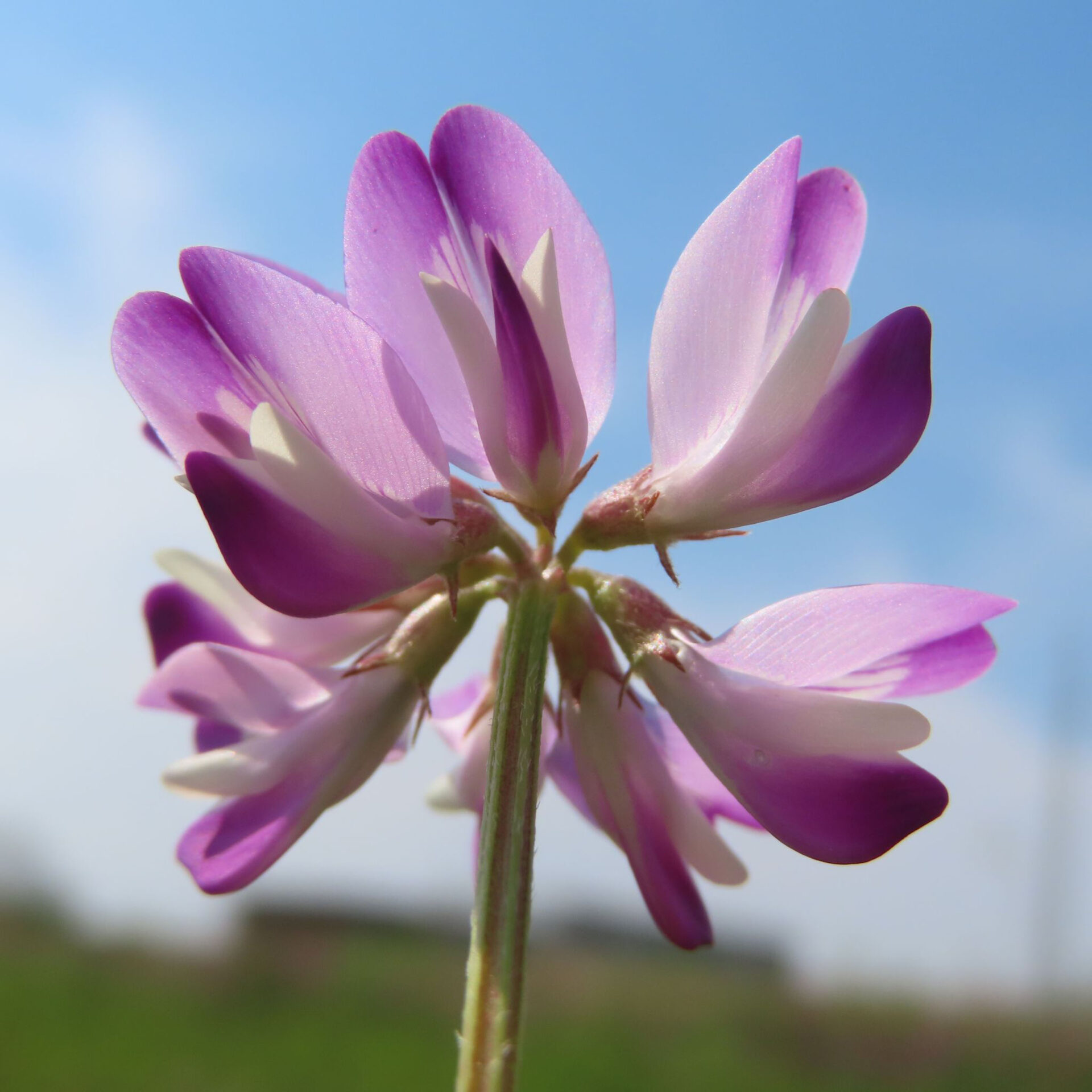 レンゲが紫色の花を咲かせています