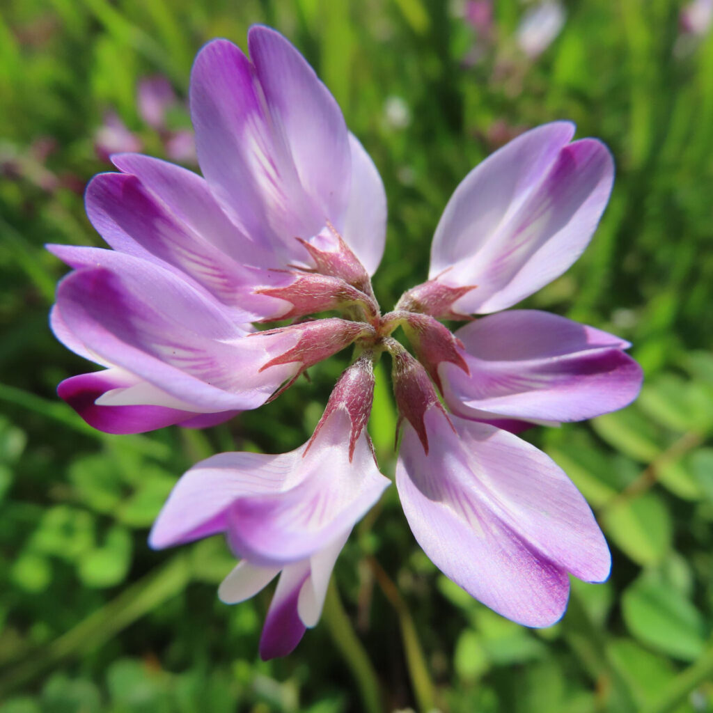 レンゲの無料写真