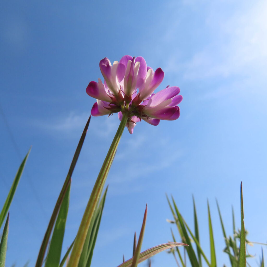 レンゲの無料写真
