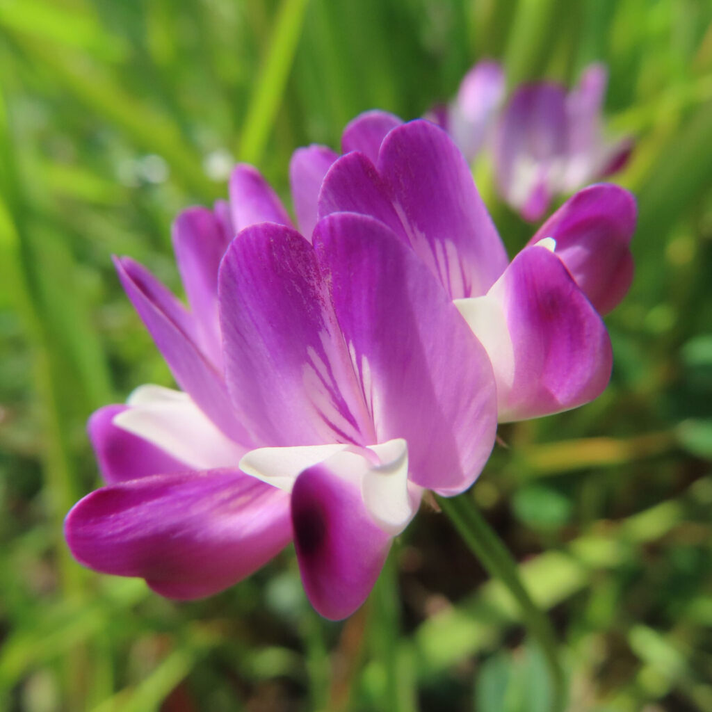 レンゲの無料写真