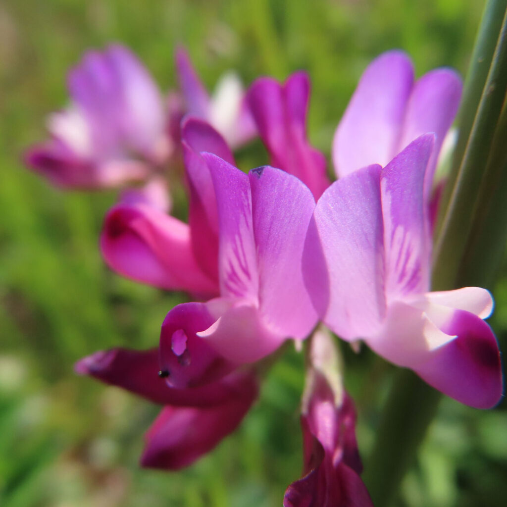 レンゲの無料写真