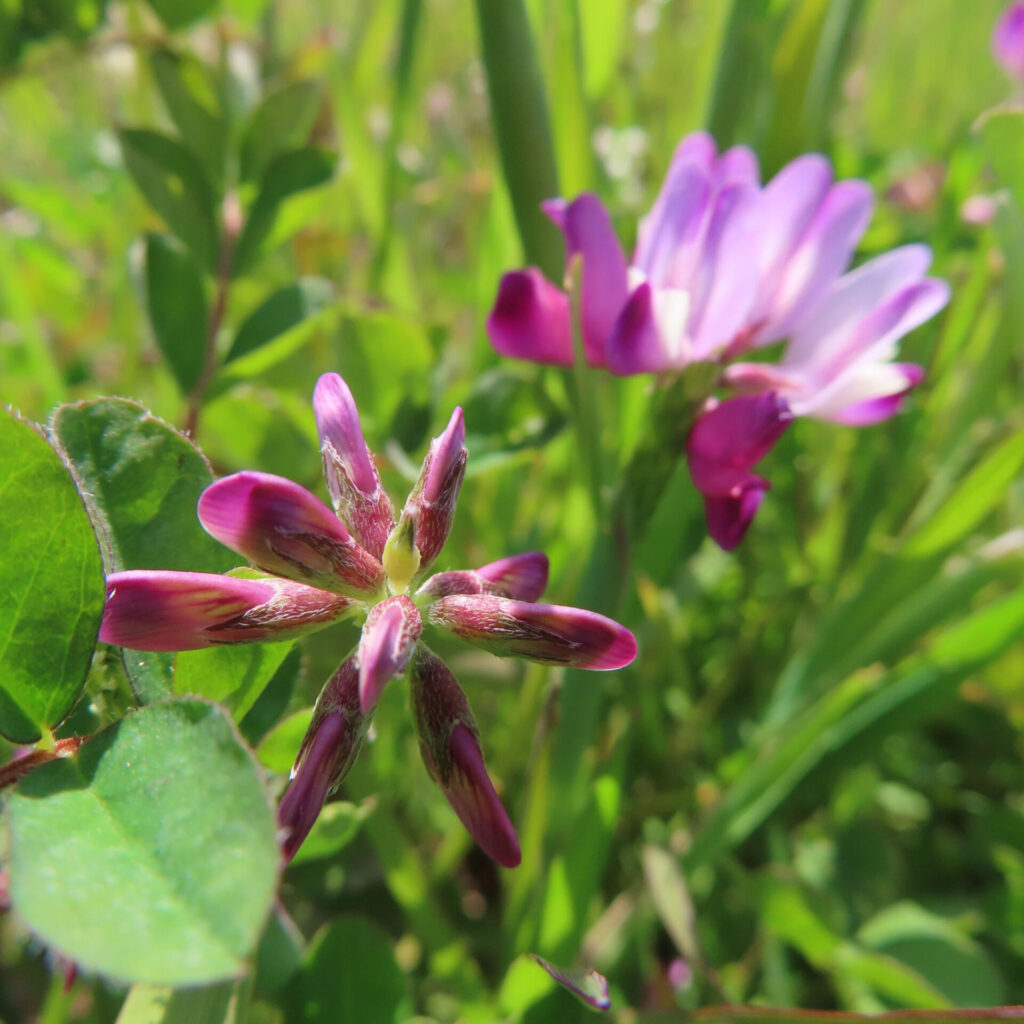 レンゲの無料写真