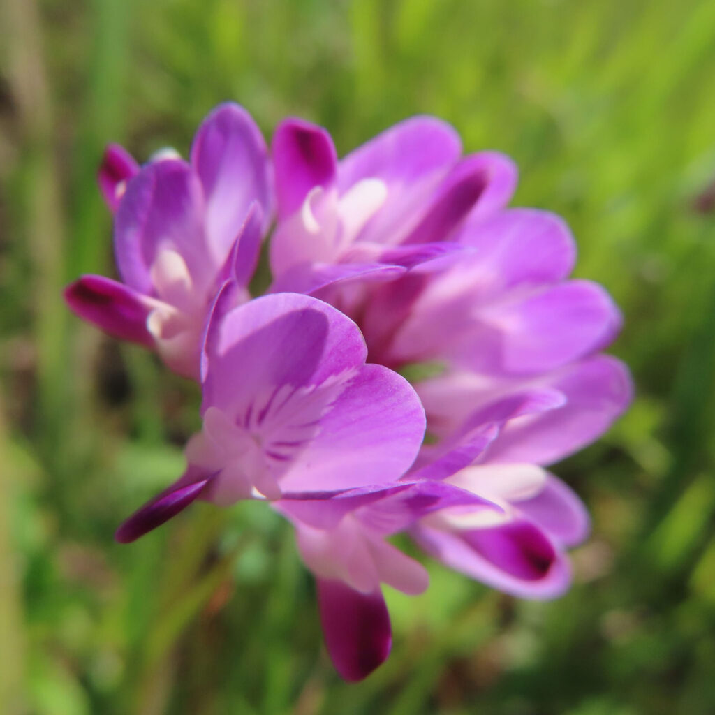レンゲの無料写真
