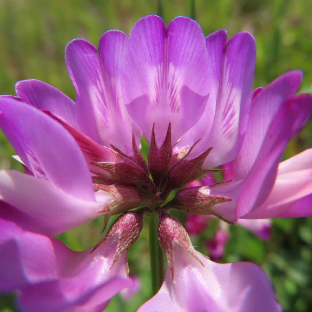 レンゲの無料写真