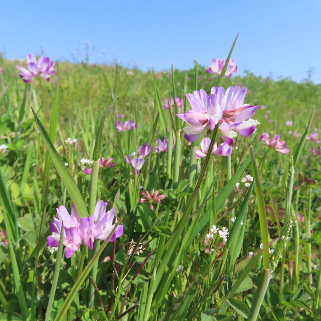 レンゲの無料写真
