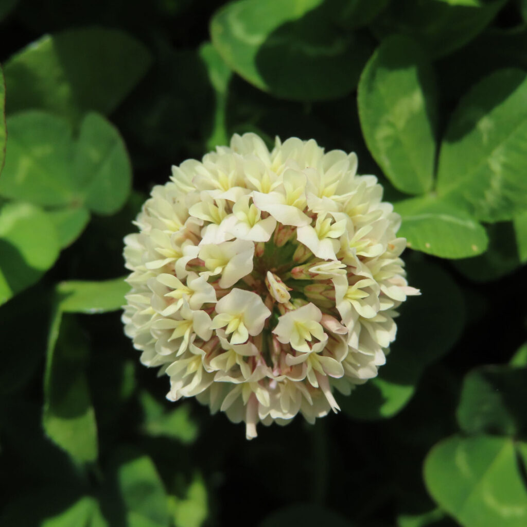 シロツメクサの無料（フリー）写真