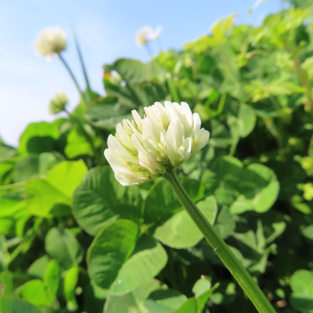 シロツメクサの無料（フリー）写真