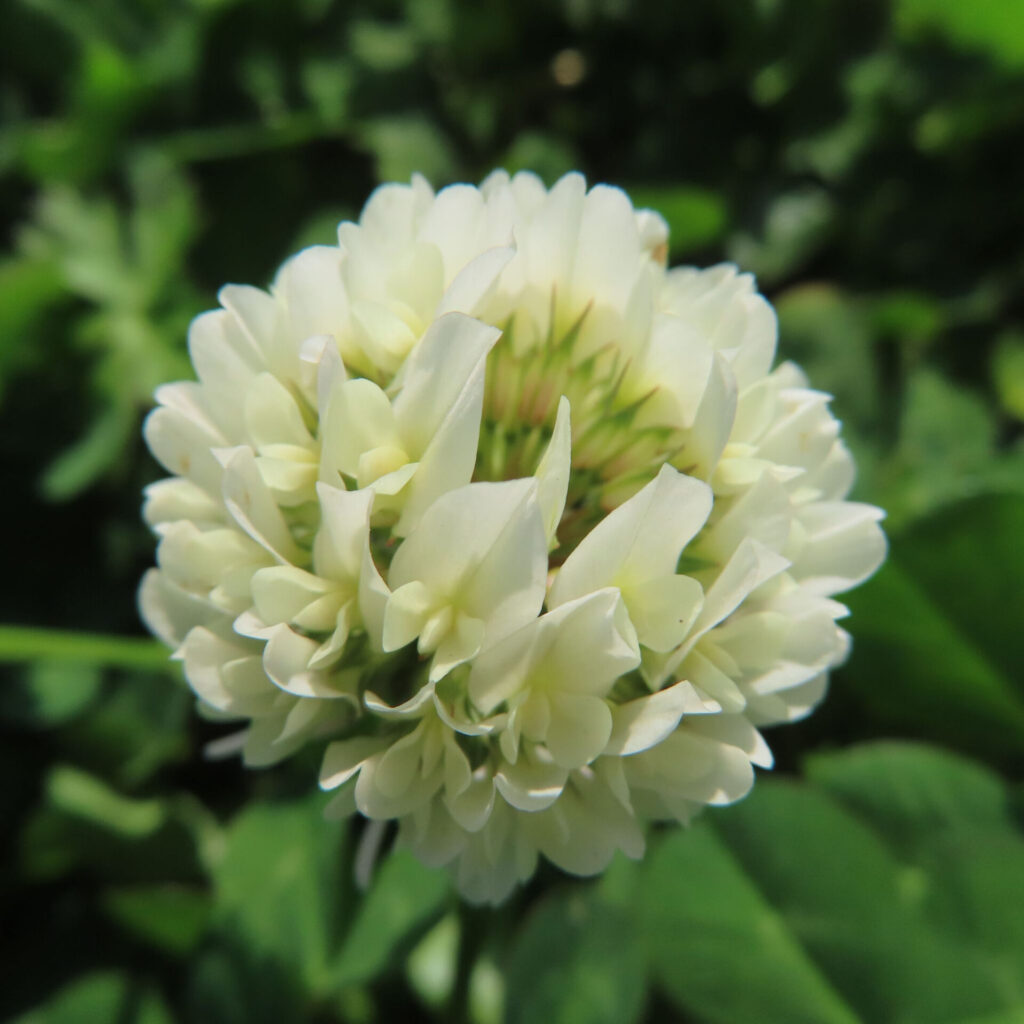 シロツメクサの無料（フリー）写真