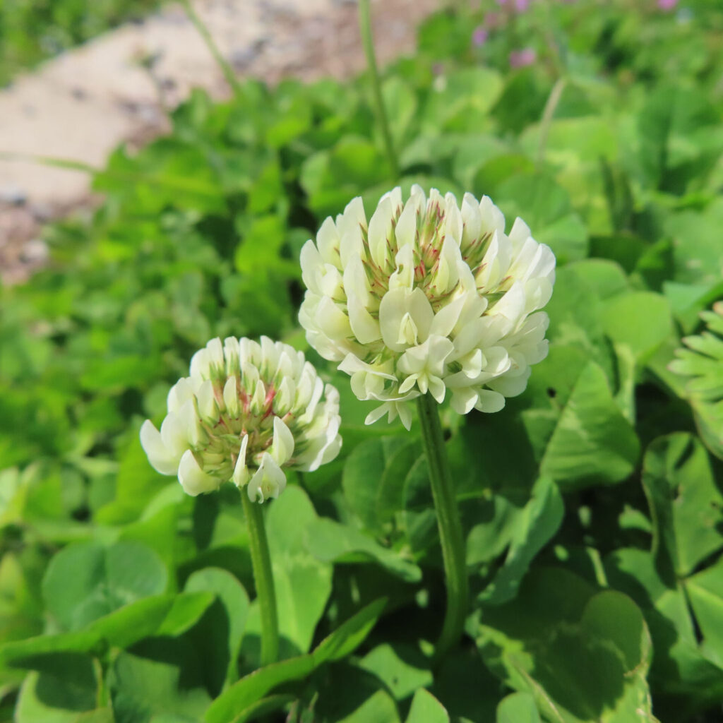 シロツメクサの無料（フリー）写真