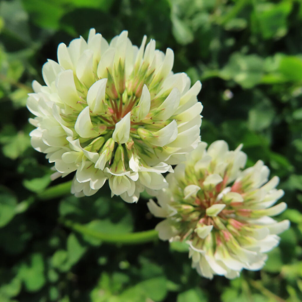 シロツメクサの無料（フリー）写真