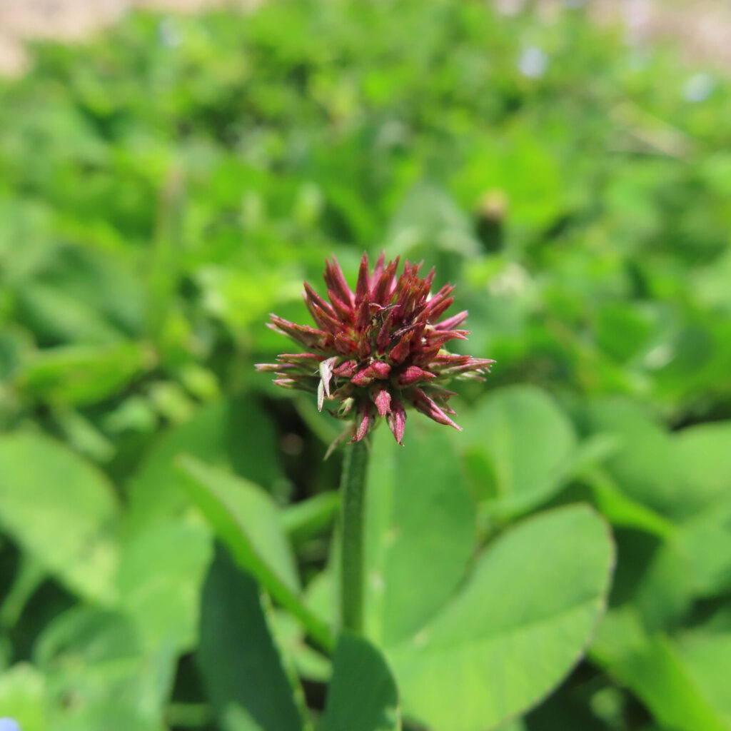 シロツメクサの無料（フリー）写真