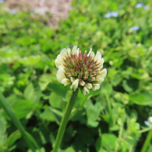 シロツメクサの白詰草とクローバーを撮影した花写真