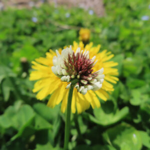 シロツメクサの白詰草とクローバーを撮影した花写真
