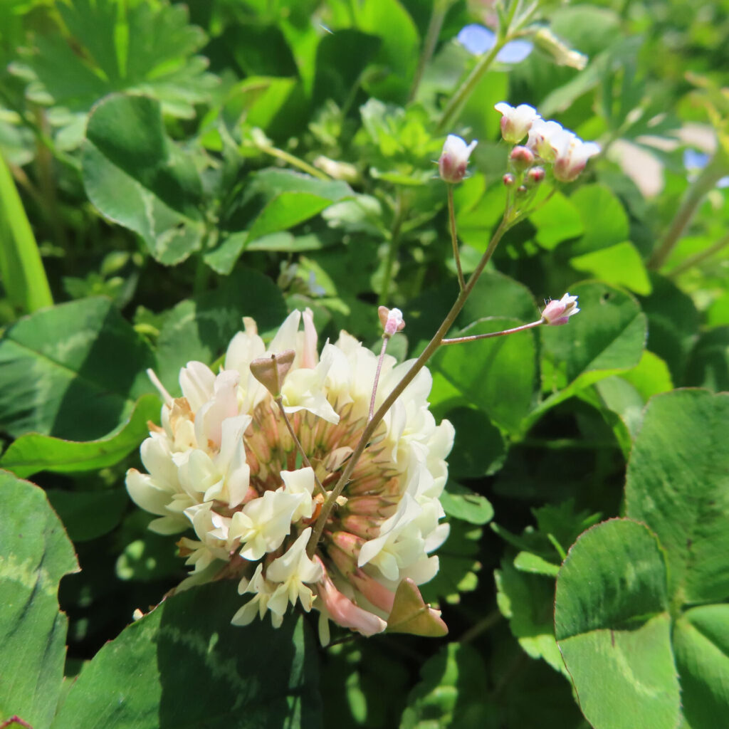 シロツメクサの無料（フリー）写真