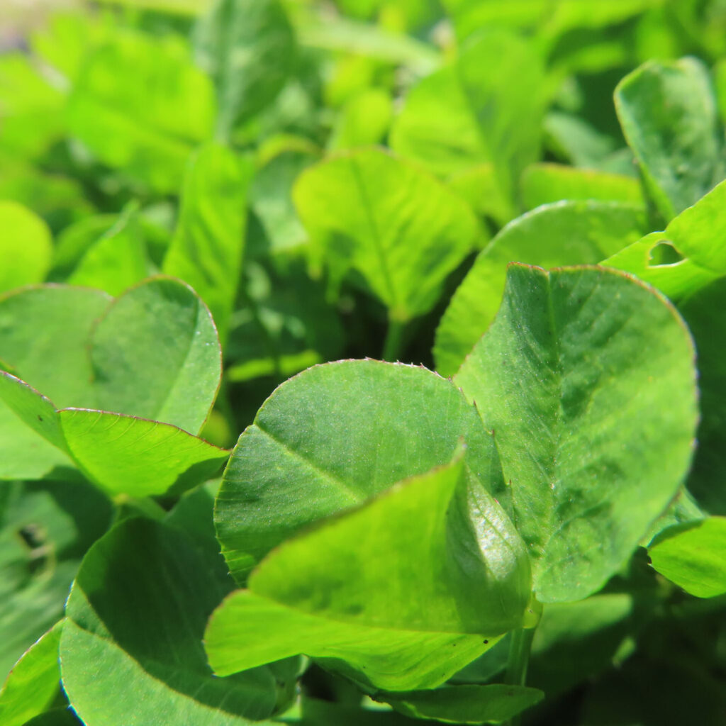 シロツメクサの無料（フリー）写真