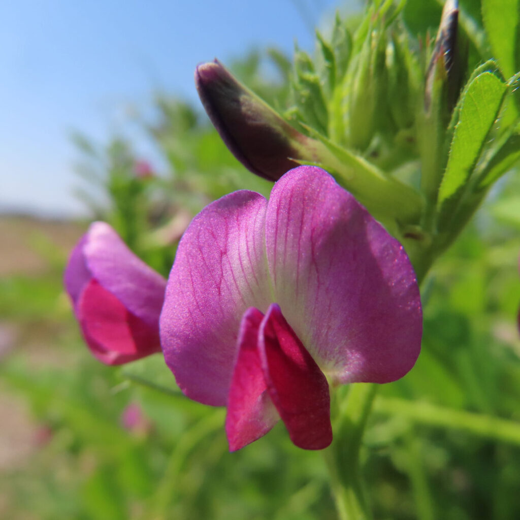 カラスノエンドウの無料（フリー）写真