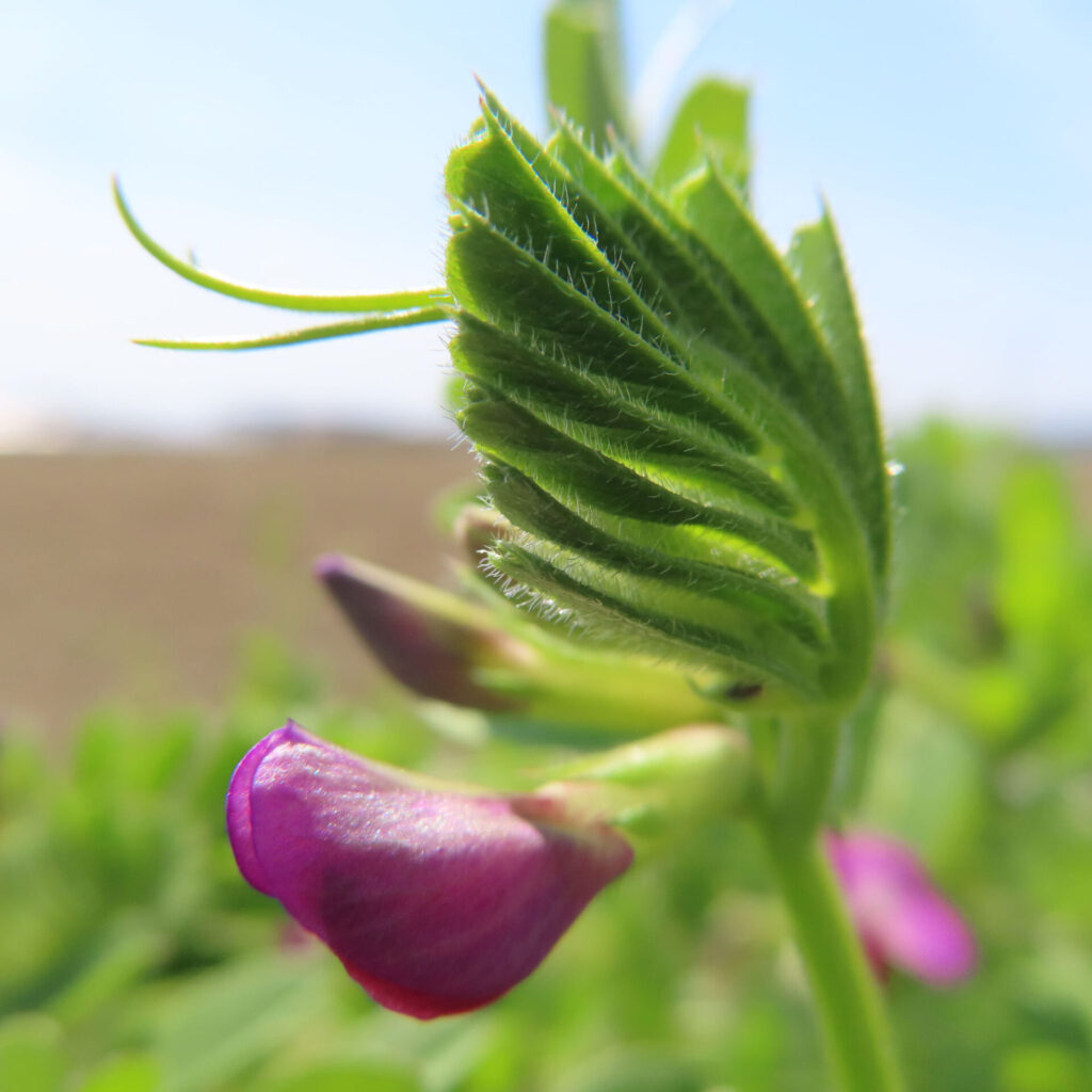 カラスノエンドウの無料（フリー）写真