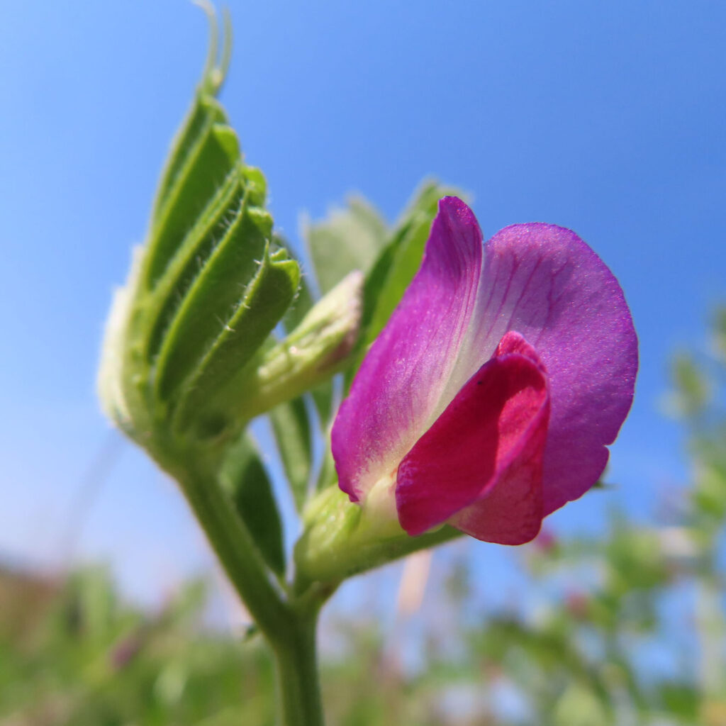 カラスノエンドウの無料（フリー）写真