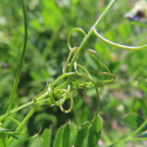 カラスノエンドウの黒く熟す豆と矢筈豌豆を撮影した花写真