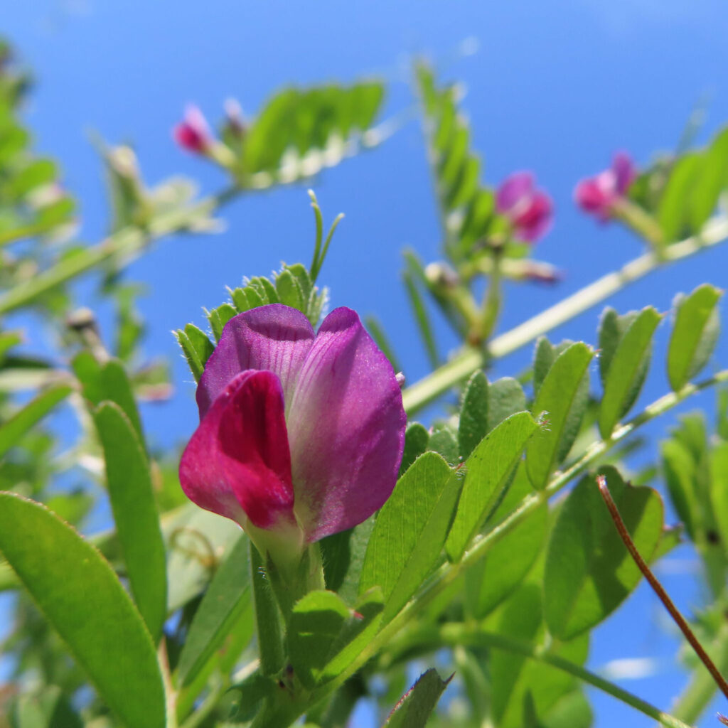 カラスノエンドウの無料（フリー）写真