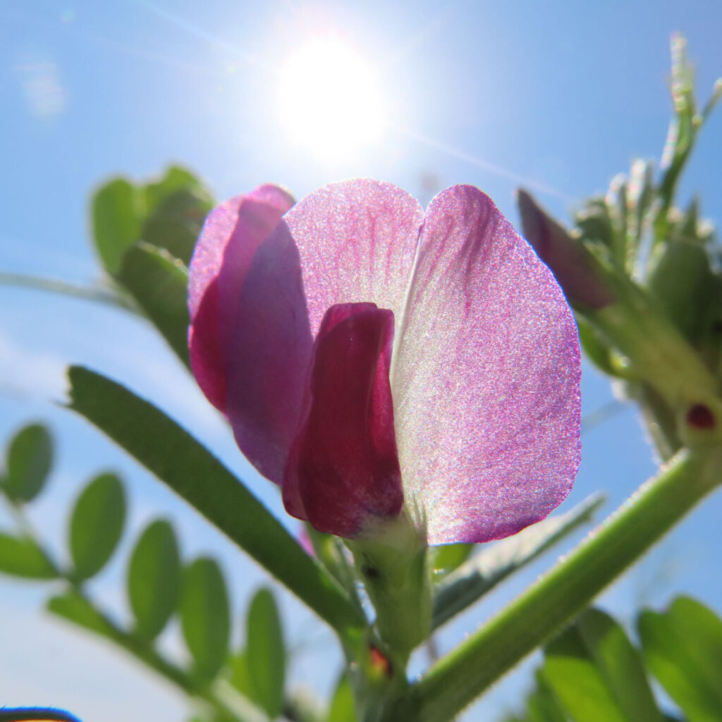 カラスノエンドウの無料（フリー）写真