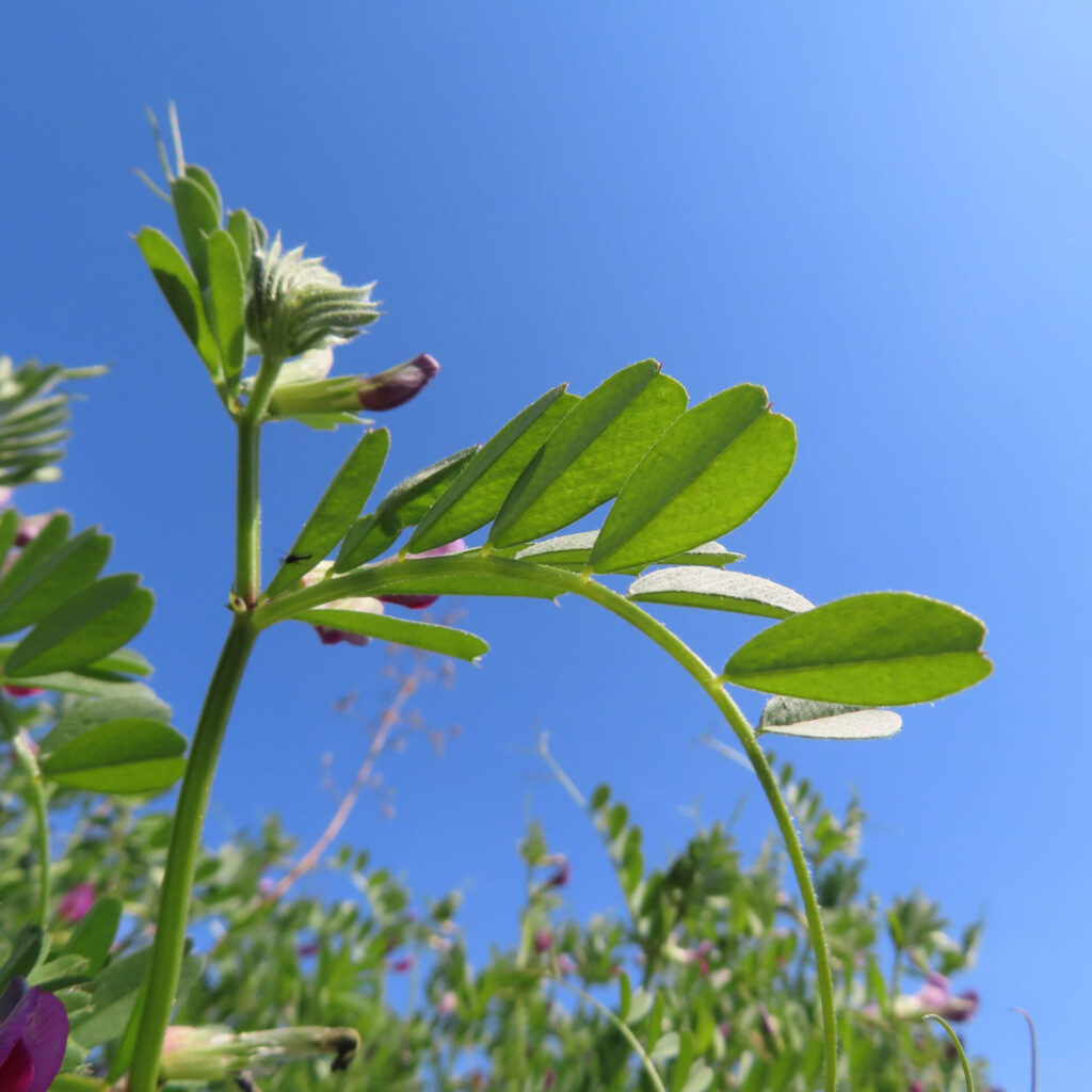 カラスノエンドウの無料（フリー）写真