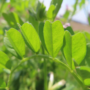 カラスノエンドウの黒く熟す豆と矢筈豌豆を撮影した花写真