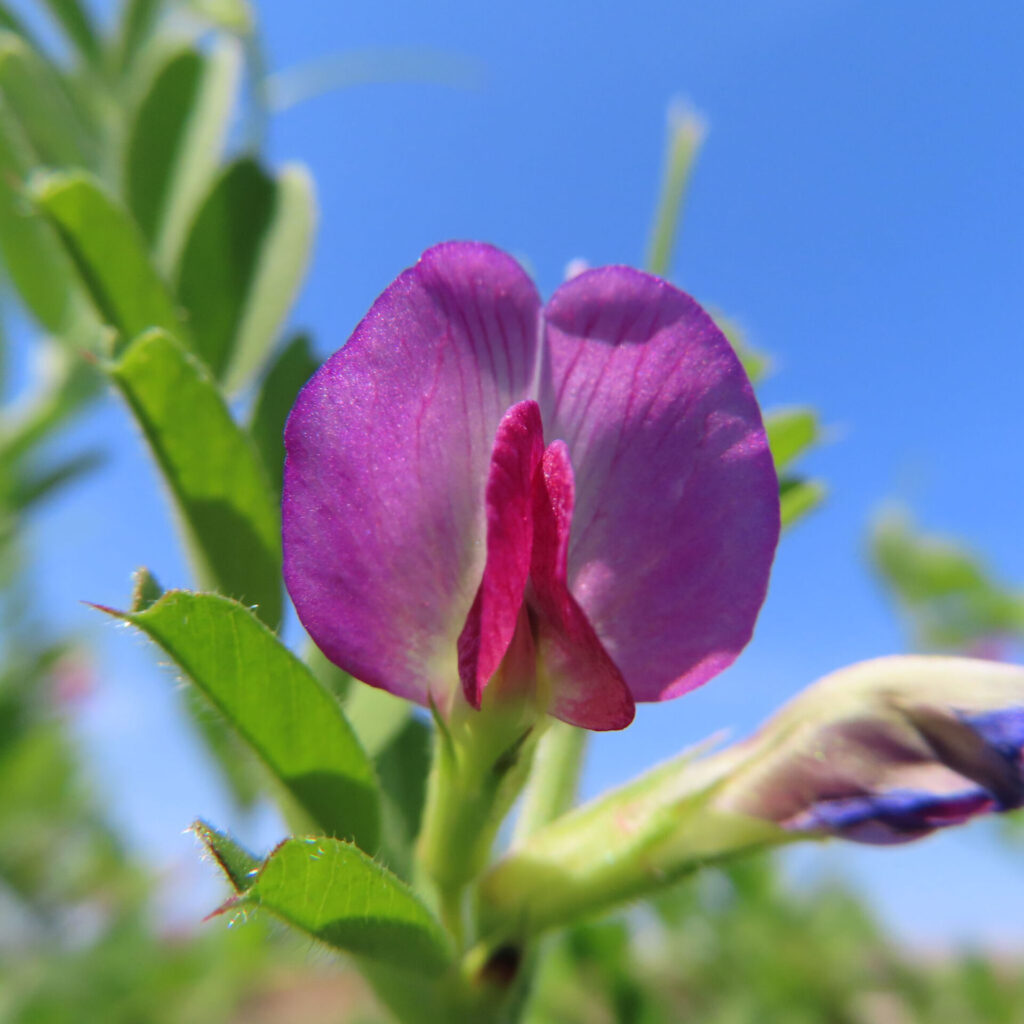カラスノエンドウの無料（フリー）写真