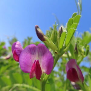 カラスノエンドウの黒く熟す豆と矢筈豌豆を撮影した花写真