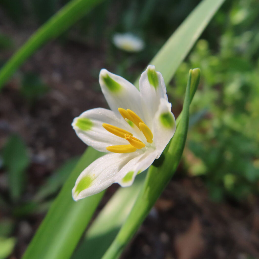 スノーフレークの無料（フリー）写真