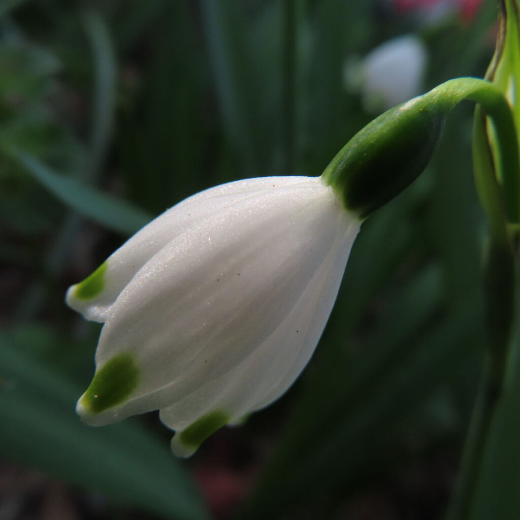 スノーフレークの無料（フリー）写真