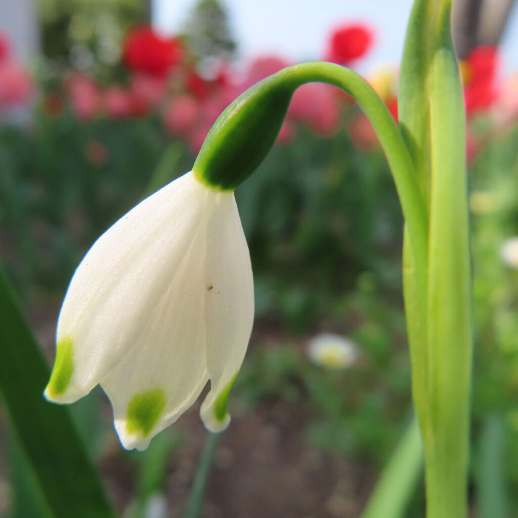 スノーフレークの無料（フリー）写真