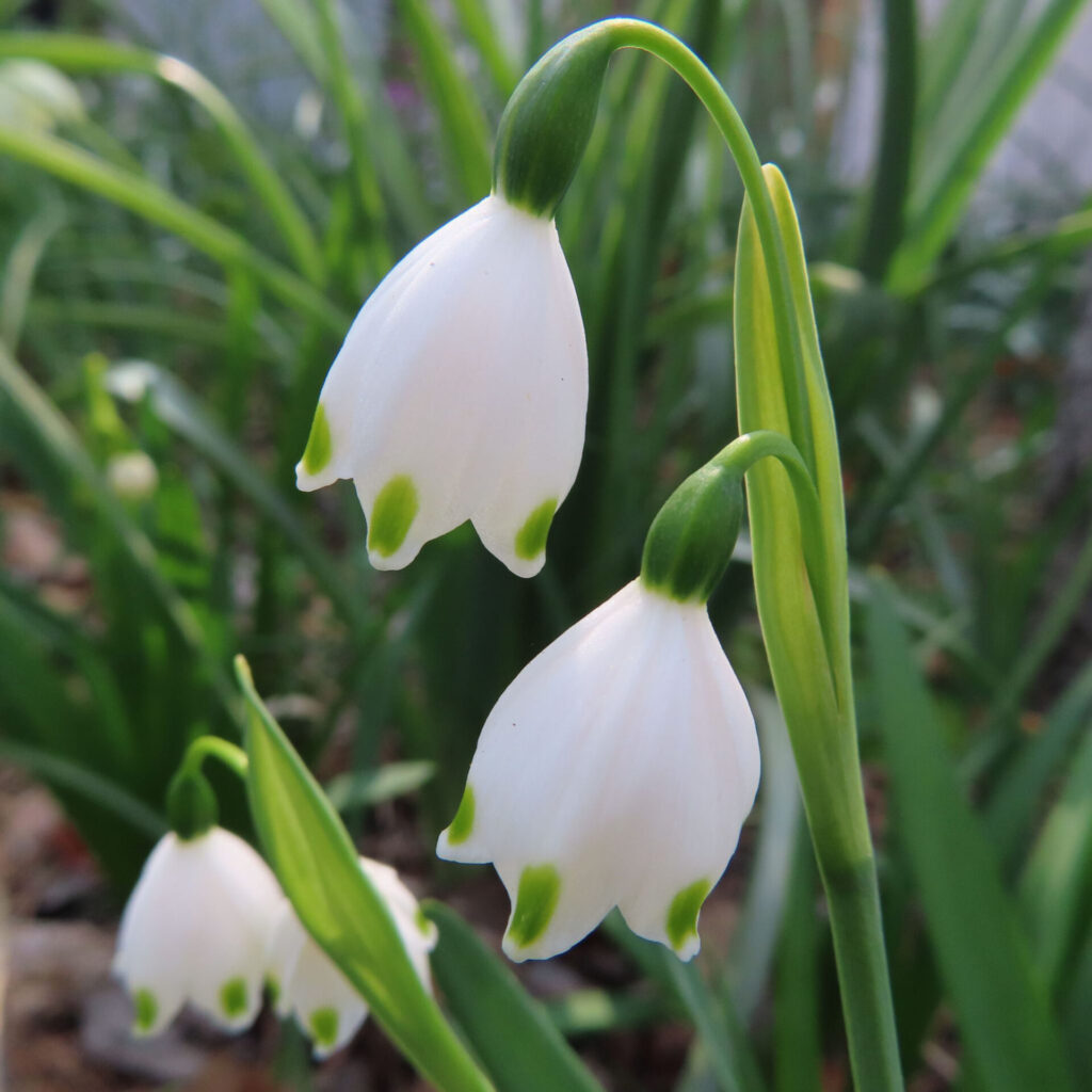 スノーフレークの無料（フリー）写真