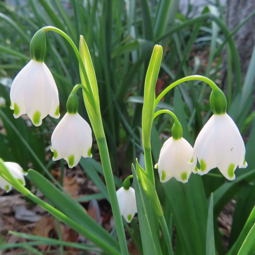 スノーフレークの無料（フリー）写真