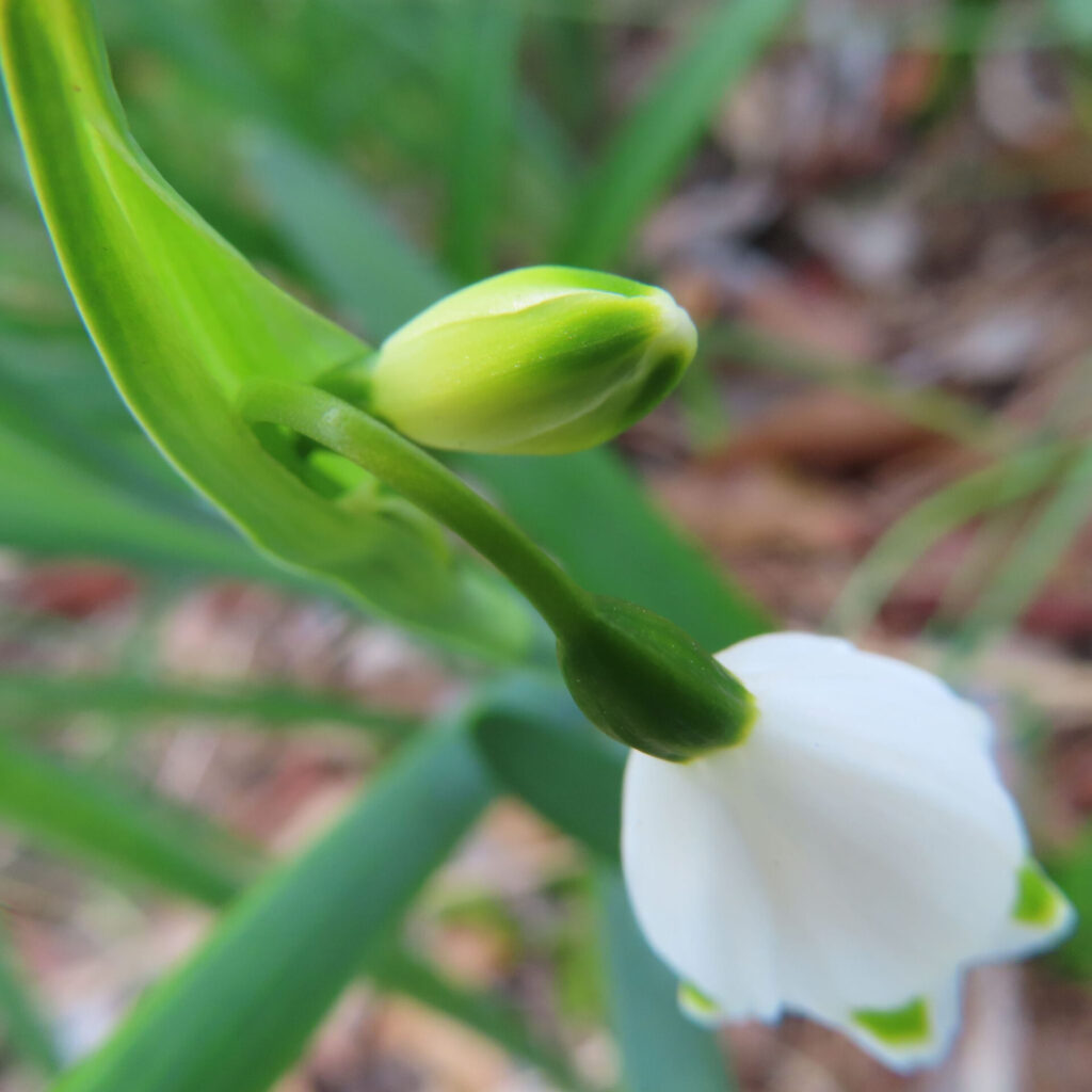 スノーフレークの無料（フリー）写真
