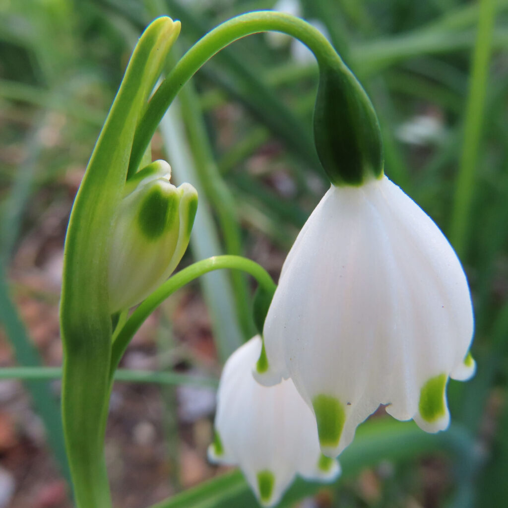 スノーフレークの無料（フリー）写真