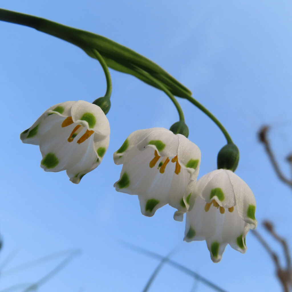 スノーフレークの無料（フリー）写真