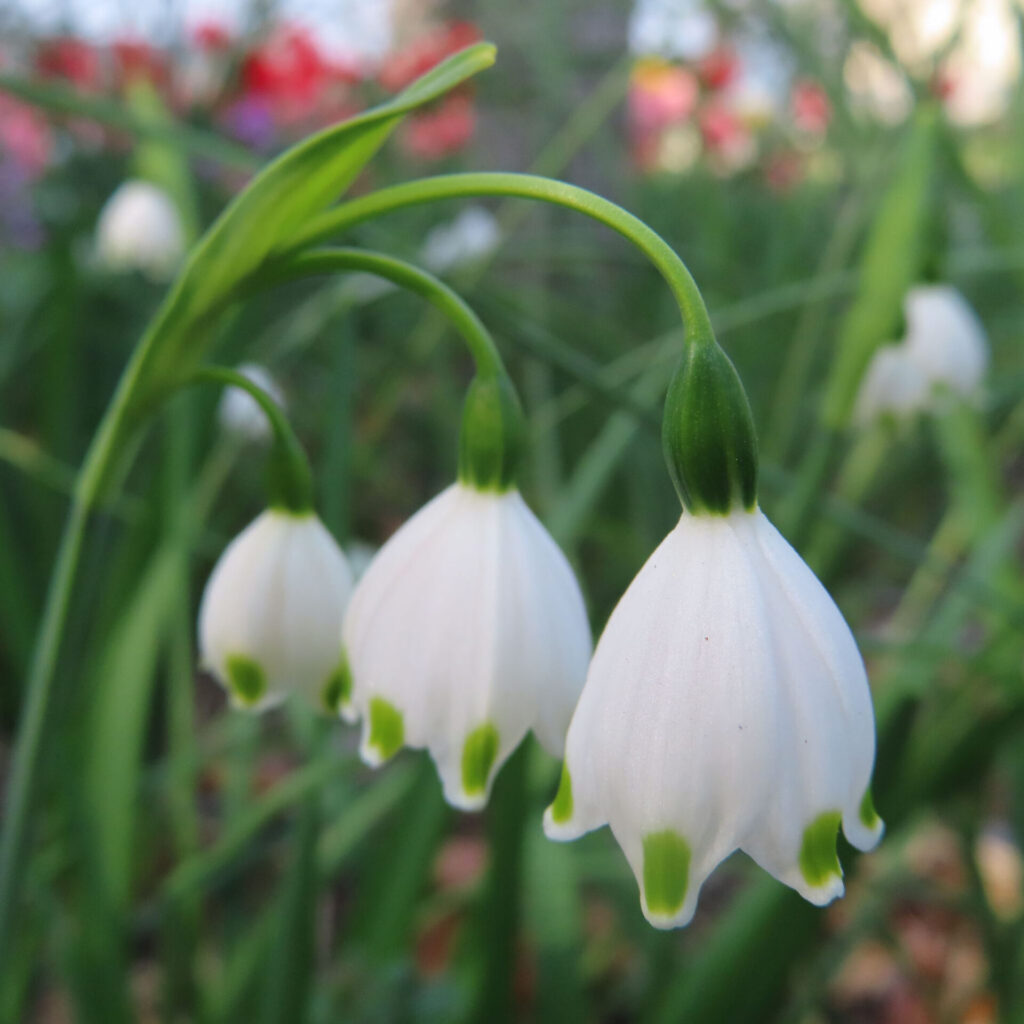 スノーフレークの無料（フリー）写真