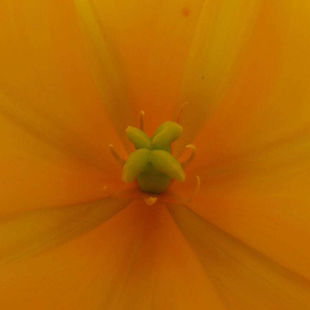 チューリップの無料（フリー）写真