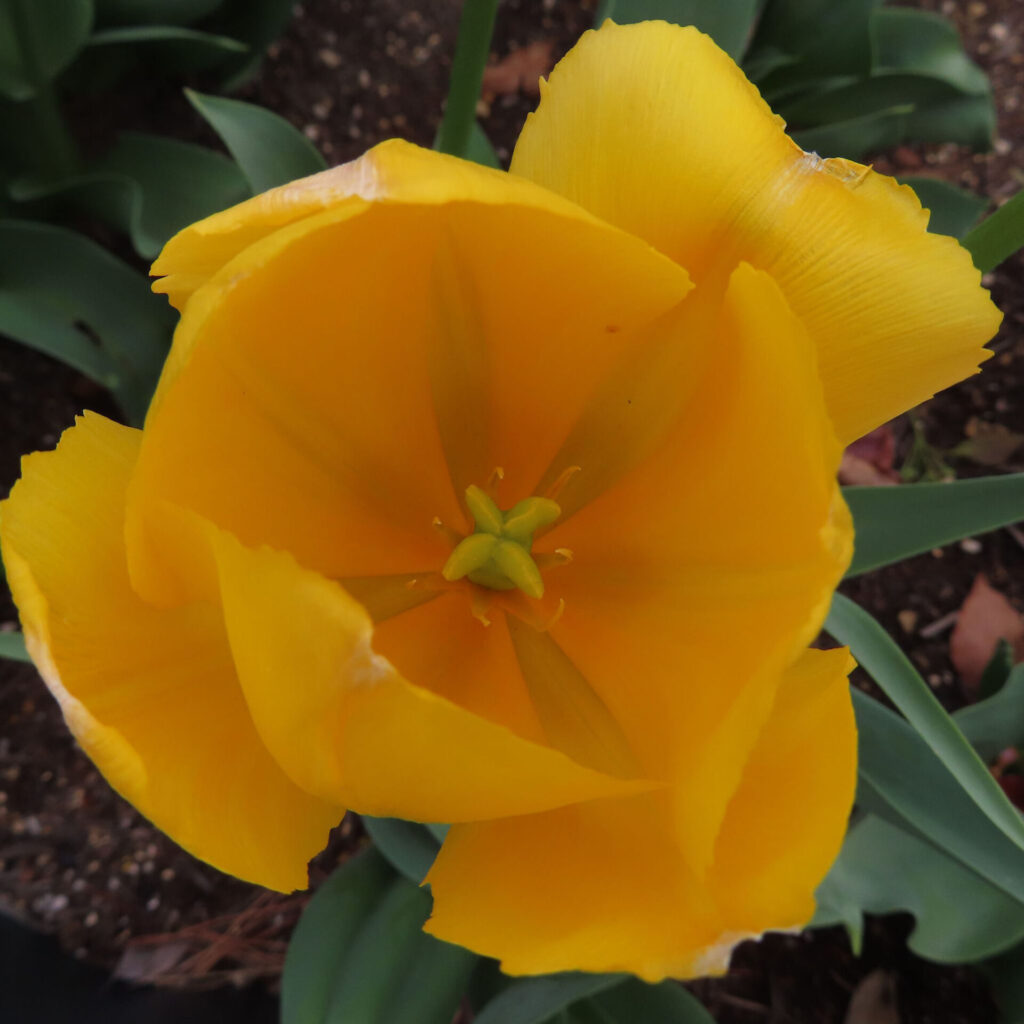 チューリップの無料（フリー）写真