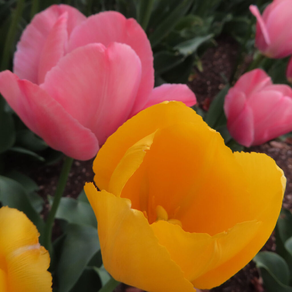 チューリップの無料（フリー）写真