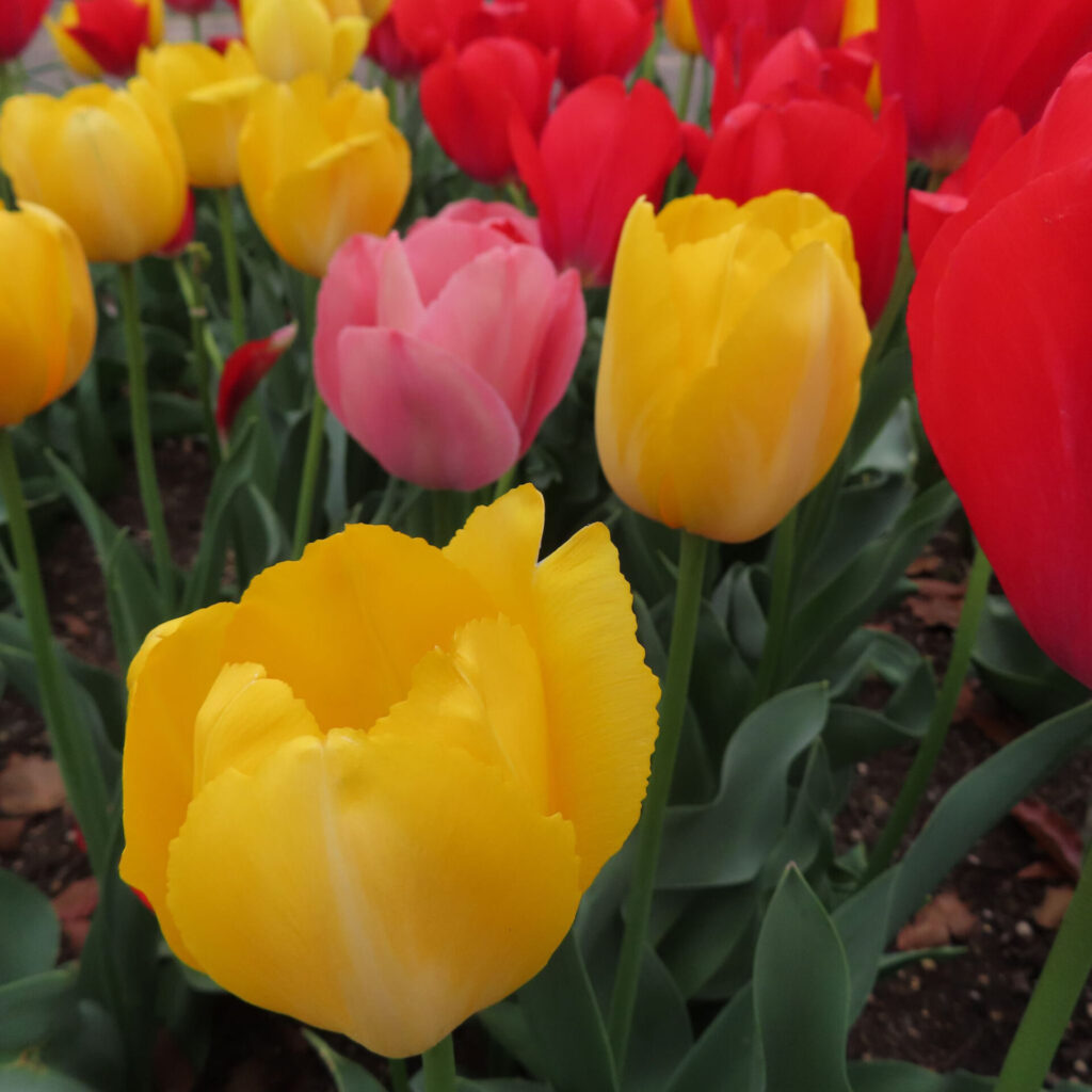 チューリップの無料（フリー）写真