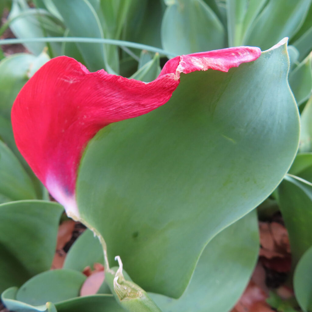 チューリップの無料（フリー）写真