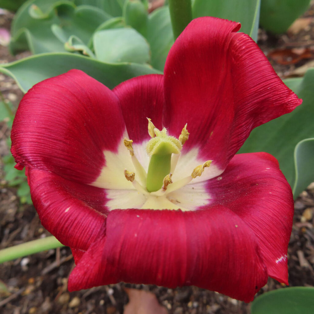 チューリップの無料（フリー）写真