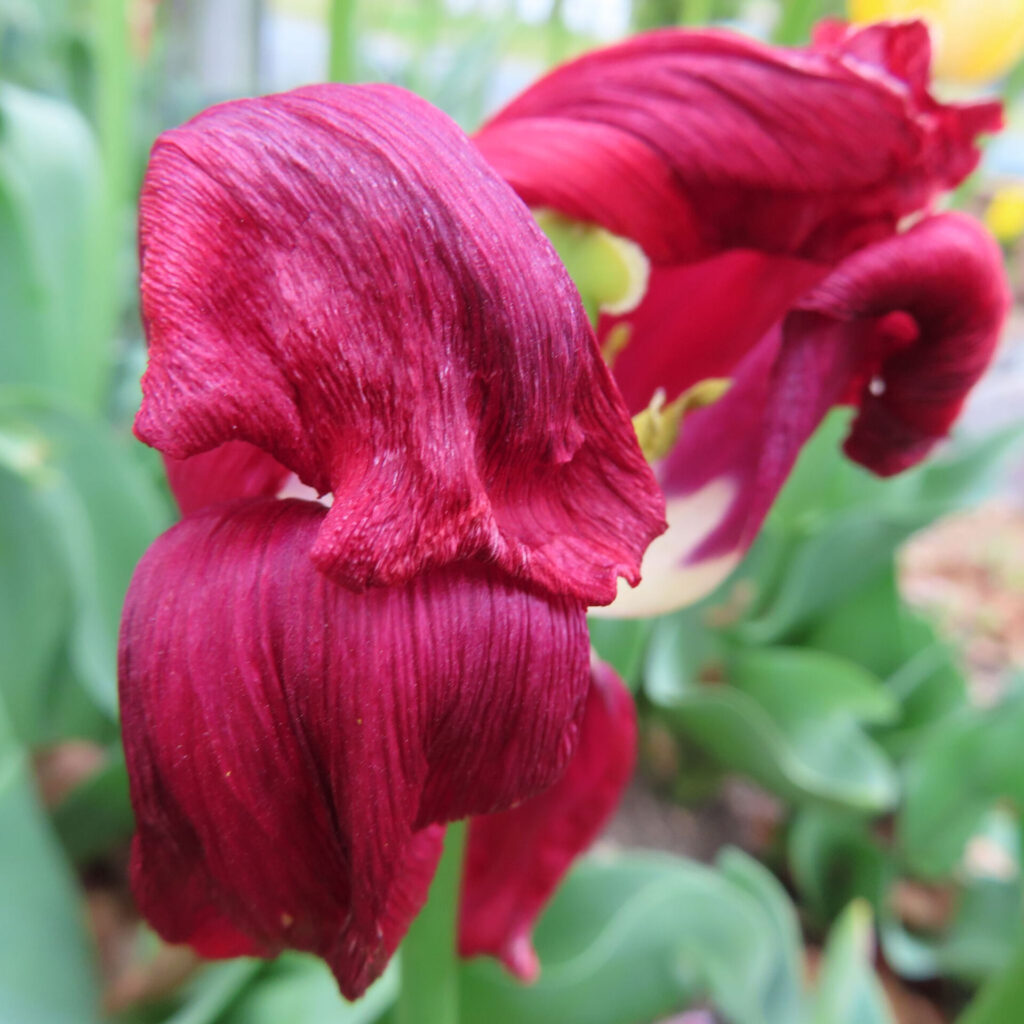 チューリップの無料（フリー）写真