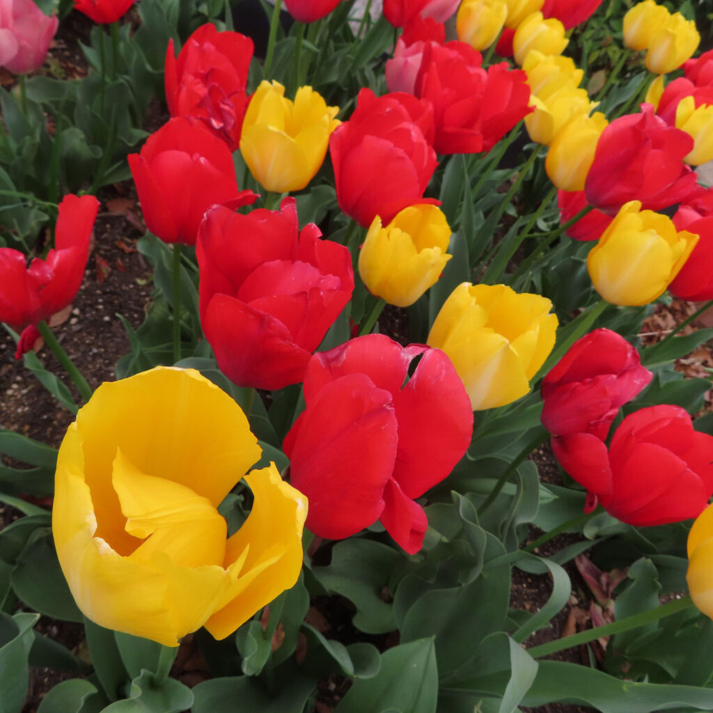 チューリップの無料（フリー）写真