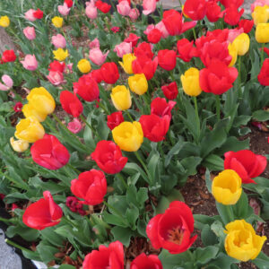 チューリップのターバンに由来する春の球根花を撮影した花写真