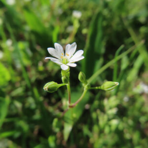 ハコベの春の七草はこべらと星形の白花を撮影した花写真